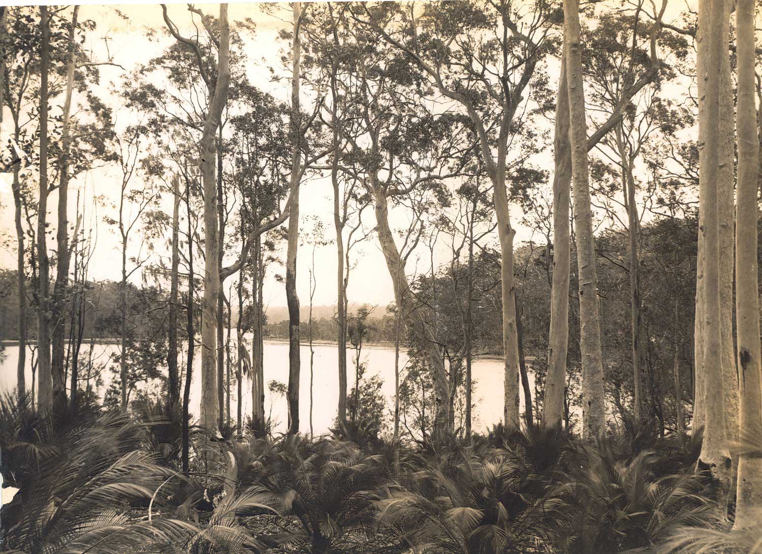 A view through trees to Durrass Lake, New South Wales